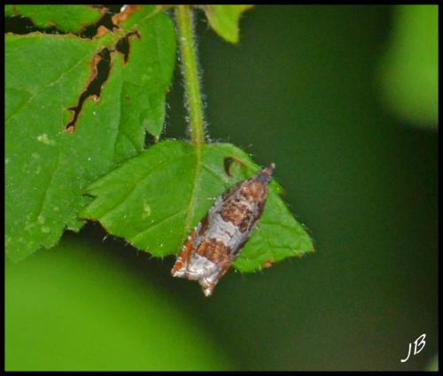 Réf. 183 166 : Ancylis achatana